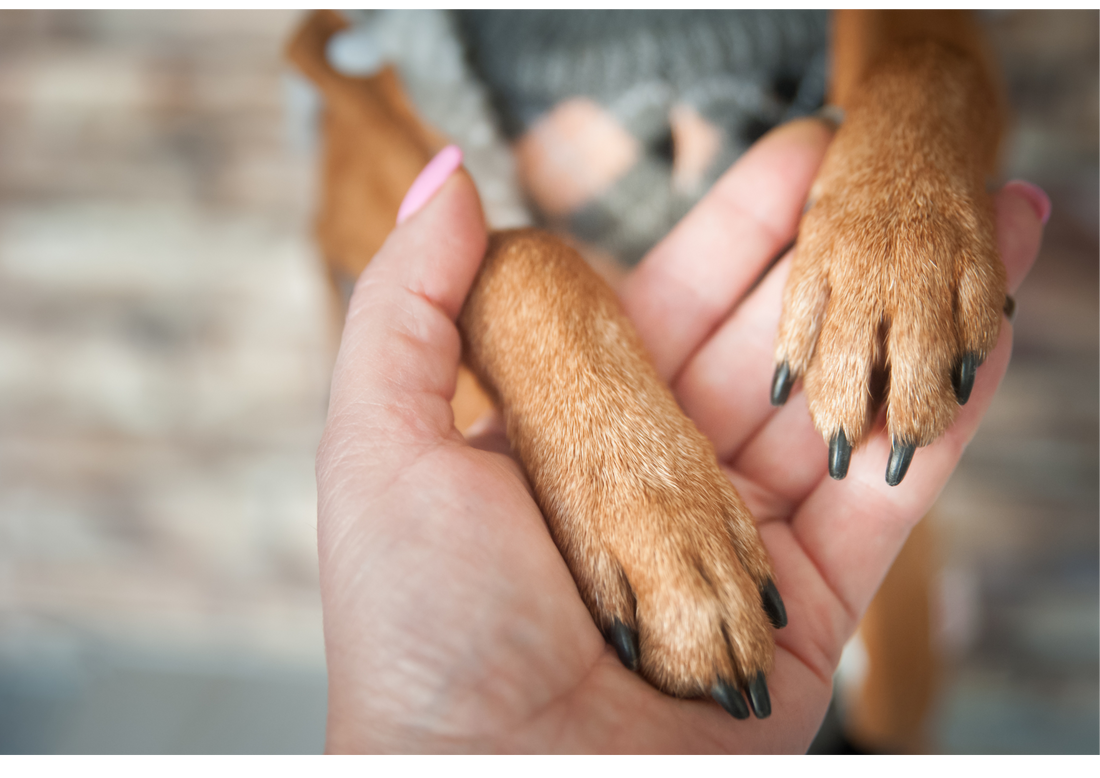 A Place of Comfort, Care, and Community - San Fernando Valley Pet Cremation