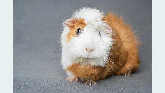 Eternal Tributes: Small Pet Cremation Package (Up to 25 lbs.)