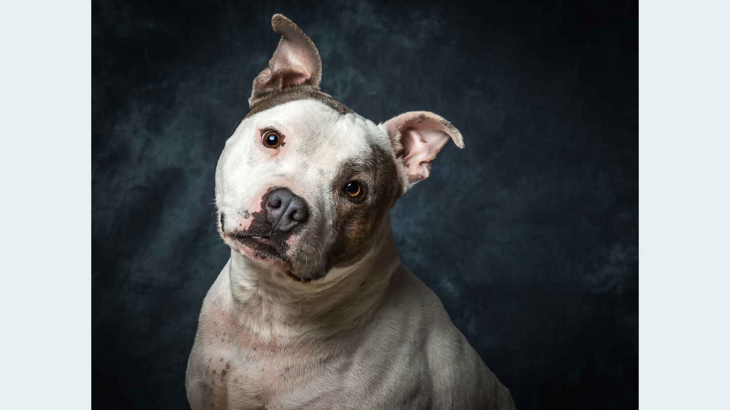 Treasured Memories: Large Pet Cremation Package (Up to 150 lbs.)