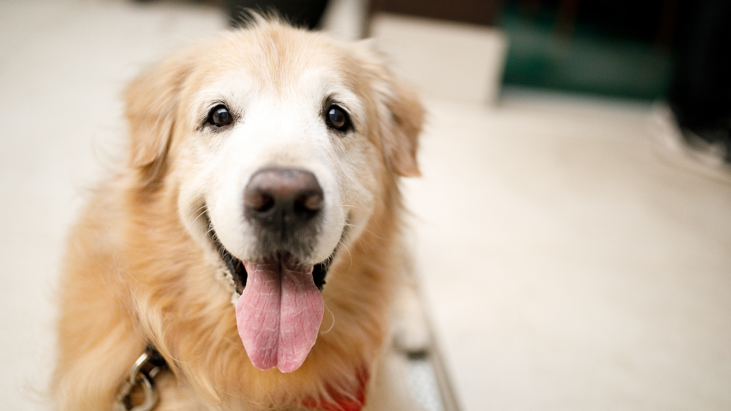 Treasured Memories: Large Pet Cremation Package (Up to 150 lbs.)