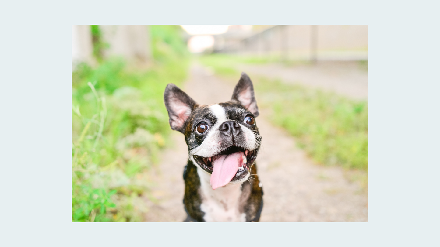 Forever Cherished: Medium Pet Cremation Package (Up to 60 lbs.)