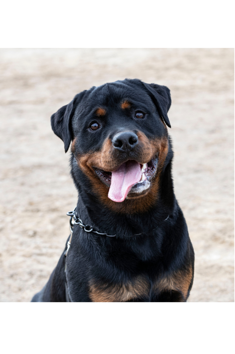 Treasured Memories: Large Pet Cremation Package (Up to 150 lbs.)